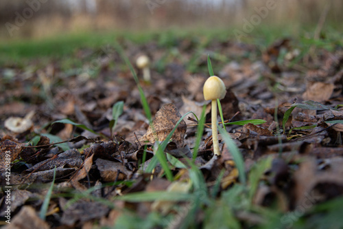 Młody grzyb wyrastający z suchych liści