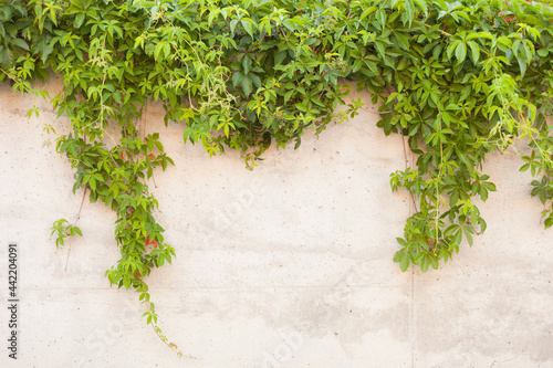 Background of textured concrete wall with climbing plant Virginia creeper-virgin grape, lat. Parthenocissus quinquefolia on it. concrete wall with green grape