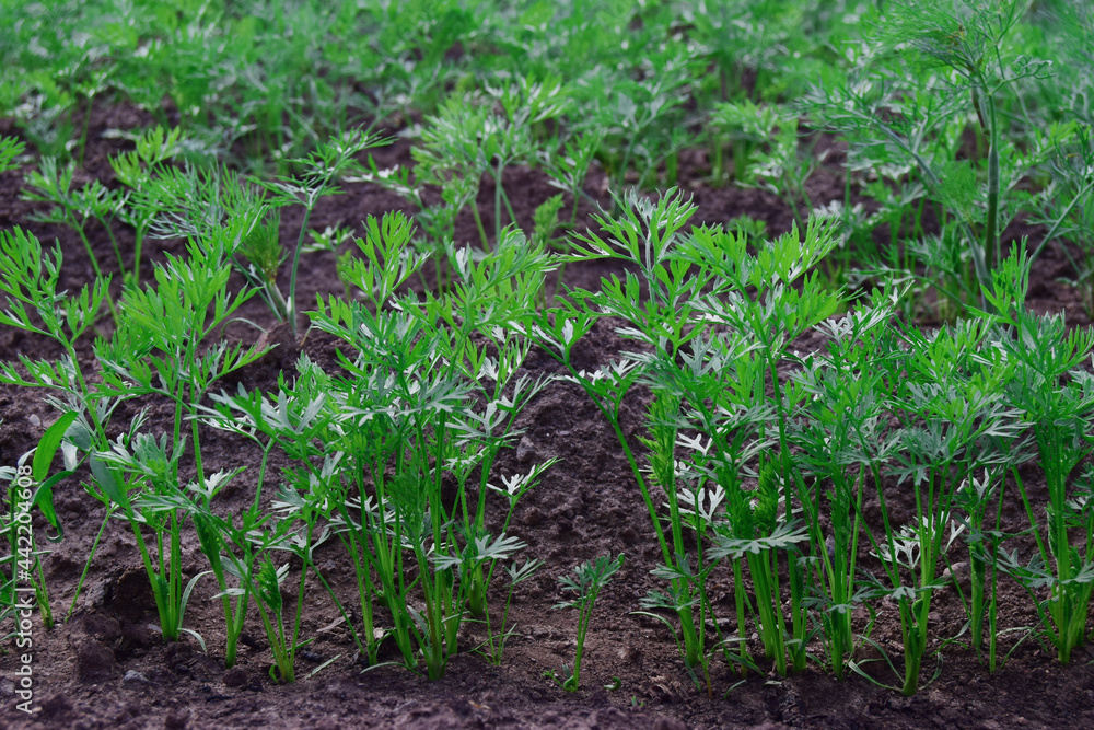 Rows of young carrot plants in the selective focus of the field. Carrot growing concept Rows of young carrot plants in the selective focus of the field. Carrot growing concept