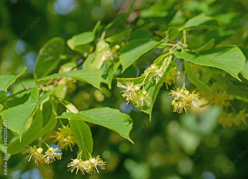 Blühende Sommerlinde, Tilia platyphyllos, Nahaufnahme Blühende Sommerlinde, Tilia platyphyllos, Nahaufnahme
