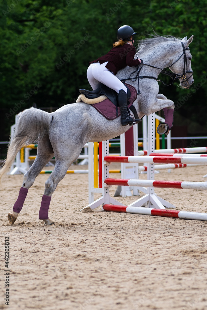 show jumping competitions. The horse overcomes high obstacle show jumping competitions. The horse overcomes high obstacle