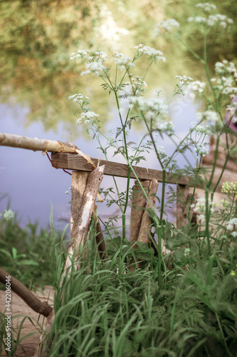 a wooden ladder fence runs down to a bridge on the river among the tall green grass. The concept of peace and tranquility. vertical. selective focus © Anastasiya Famina