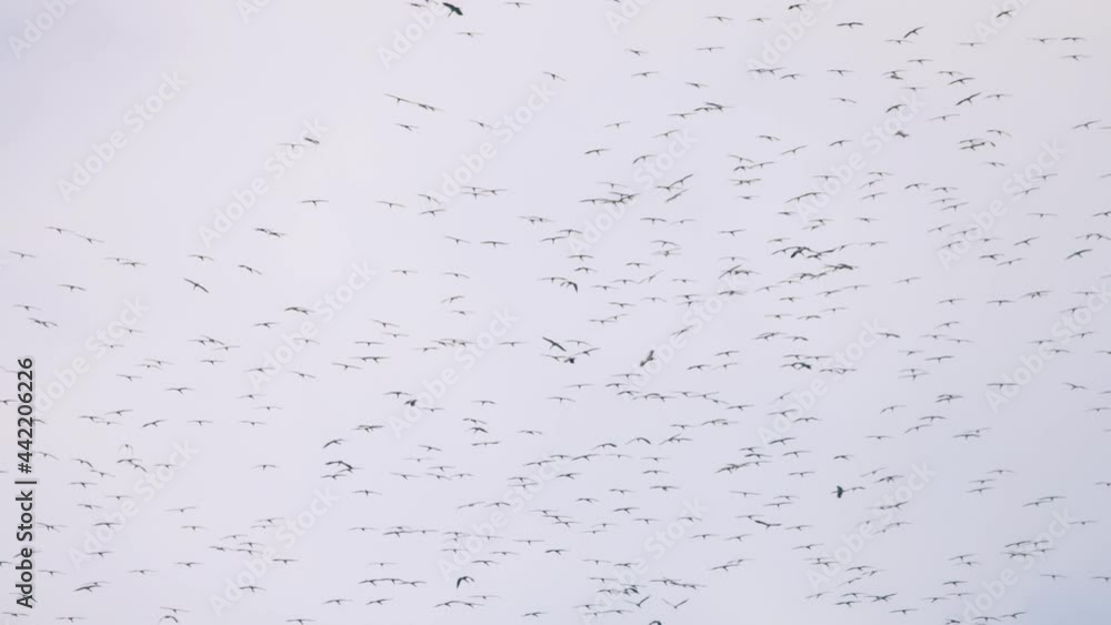 A huge flock of birds in the sky A huge flock of birds in the sky