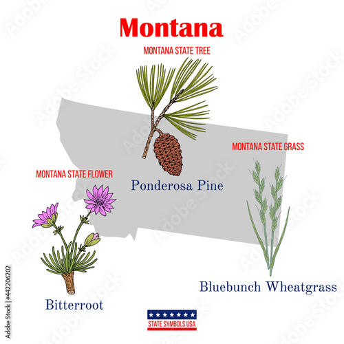 Montana. Set of USA official state symbols photo