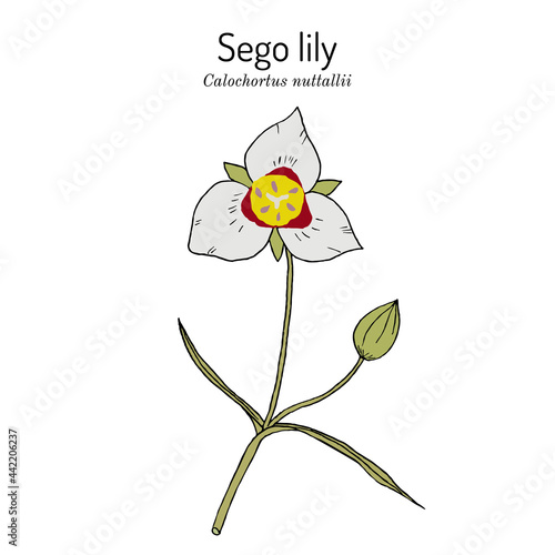 Sego lily calochortus nuttallii , state flower of Utah