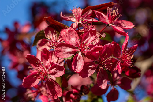 Macro view of rosy red royalty crabapple tree flower blossoms in full bloom, with blue sky background photo