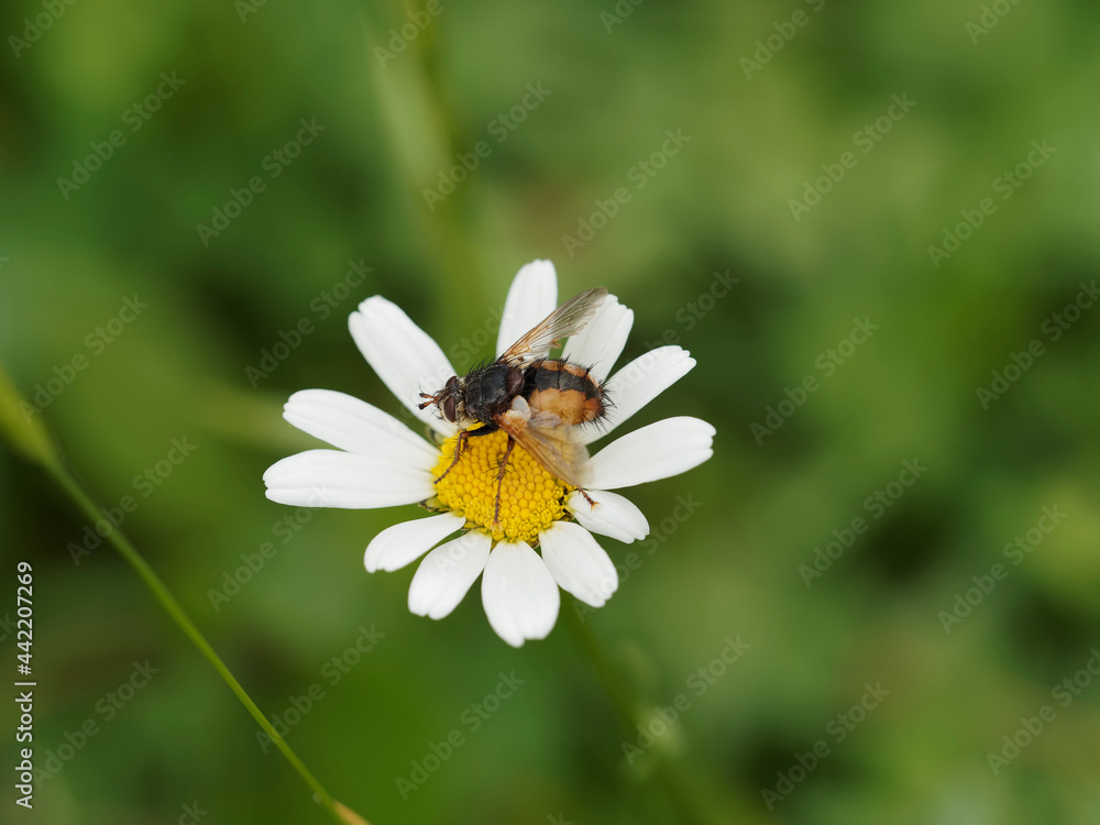 Tachina fera ou tachinaire sauvage au corps poilu, abdomen brun roux avec bande dorsale médiane foncée, ailes jaunâtres posée sur une fleur Tachina fera ou tachinaire sauvage au corps poilu, abdomen brun roux avec bande dorsale médiane foncée, ailes jaunâtres posée sur une fleur