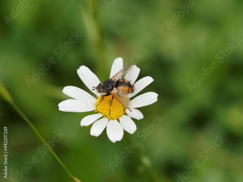 Tachina fera ou tachinaire sauvage au corps poilu, abdomen brun roux avec bande dorsale médiane foncée, ailes jaunâtres posée sur une fleur photo