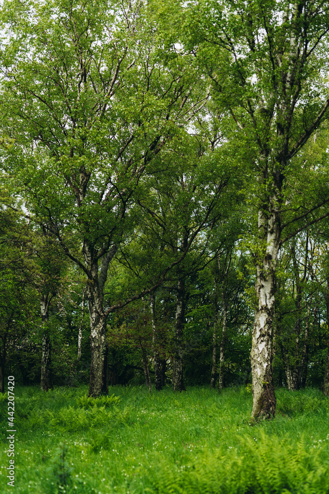 Birches Birches