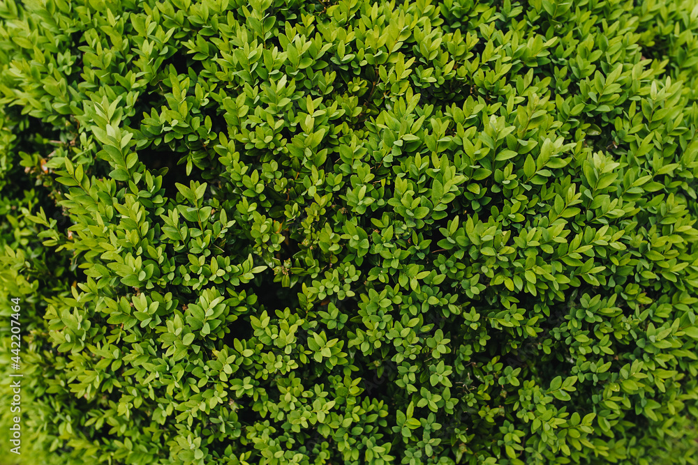 Background, texture of a green plant with foliage on the branches. Evergreen boxwood.
