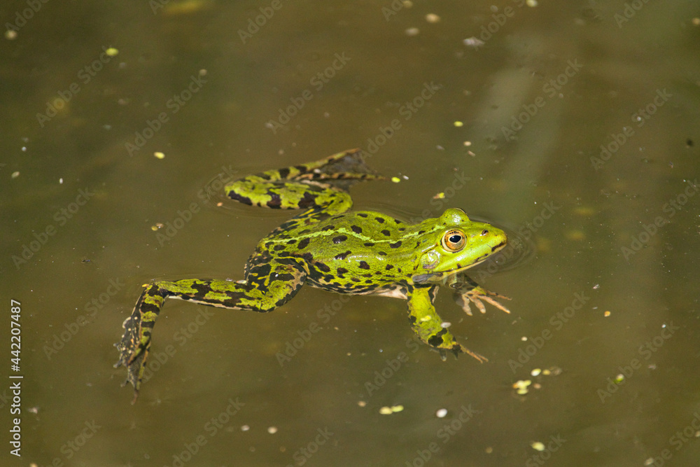 Fototapeta premium a green pond frog, Rana esculenta, swims on the water