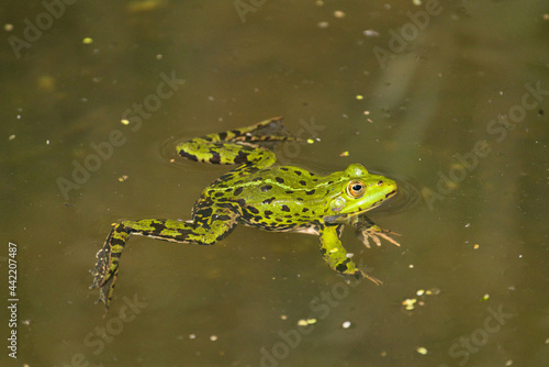 a green pond frog, Rana esculenta, swims on the water photo