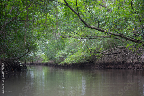 Swamp - Preguiça River