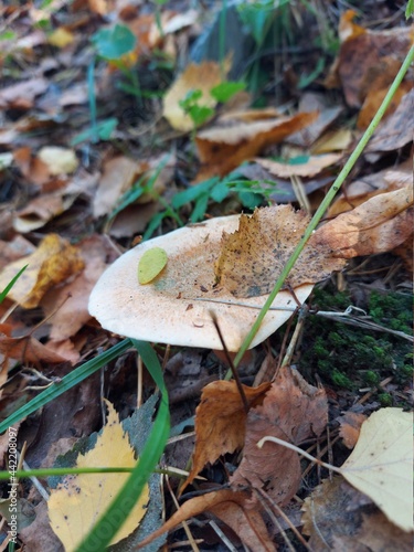 mushroom in the forest