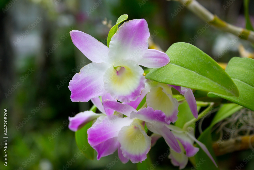 Obraz premium Pink orchid flowers in the summer garden