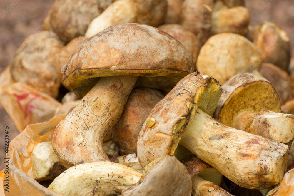 Harvest of mushrooms in autumn. Freshly picked white mushrooms. Harvest of mushrooms in autumn. Freshly picked white mushrooms.