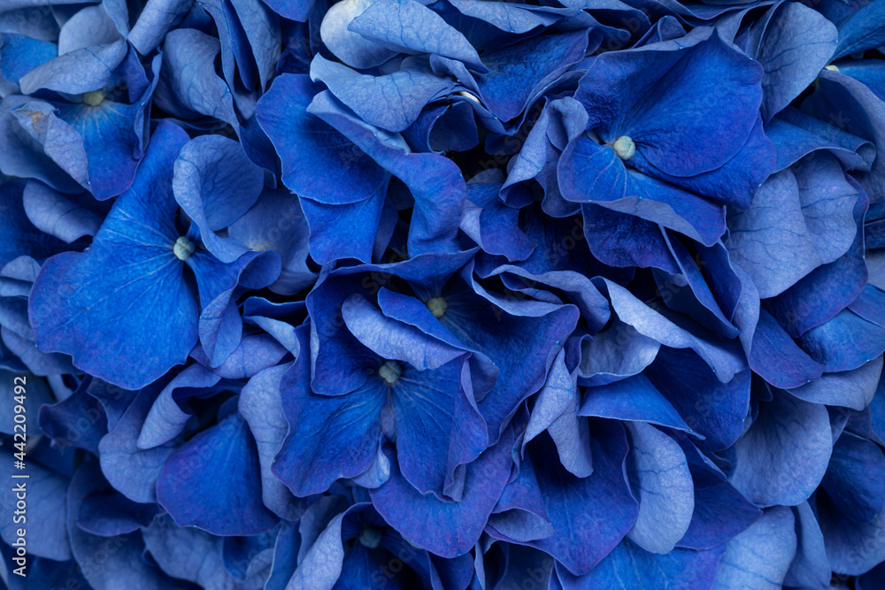 Detailed top view full frame macro shot of Hortensia aka Hydrange flower Detailed top view full frame macro shot of Hortensia aka Hydrange flower