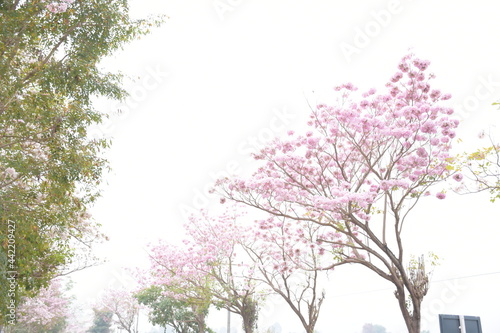 Wallpaper Mural pink flowers Torontodigital.ca