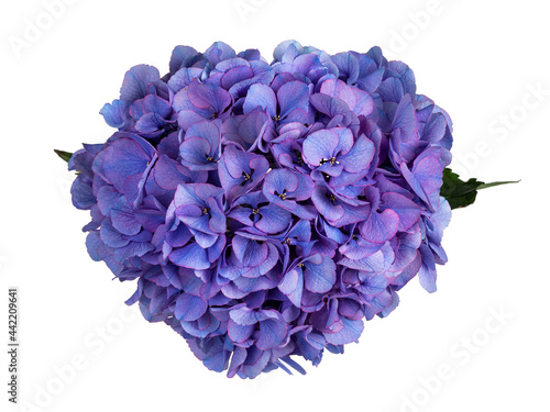 Detailed top view shot of Hortensi aka Hydrangea flower photo