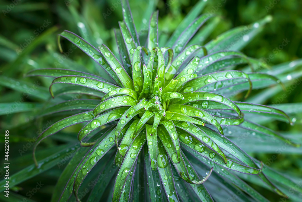 Close up of fresh green foliage with water drops after rain.