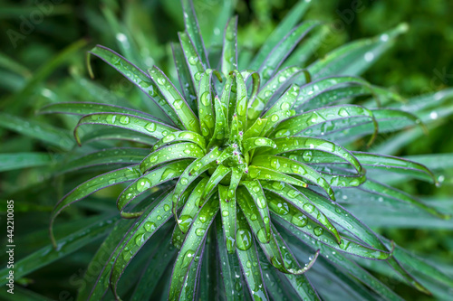 Photo Close up of fresh green foliage with water drops after rain.