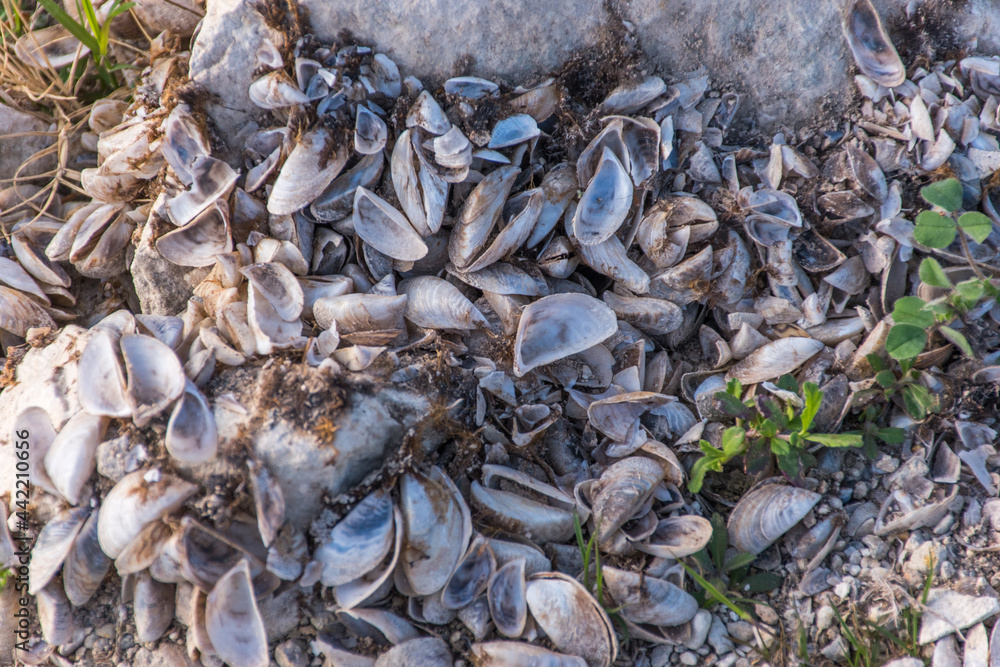 Pile of small shells with green leaves and gravel Pile of small shells with green leaves and gravel