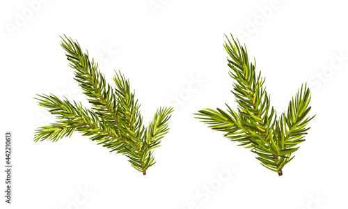 Evergreen Pine Tree Branch with Needle Leaves Vector Set
