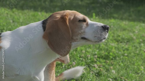An adorable beagle dog scratching his ear. Ear infection concept