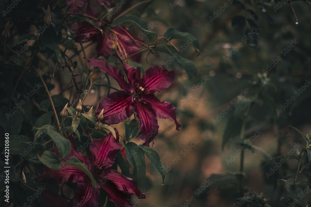 Blume Clematis in rot violett Hintergrund natürlich Blume Clematis in rot violett Hintergrund natürlich