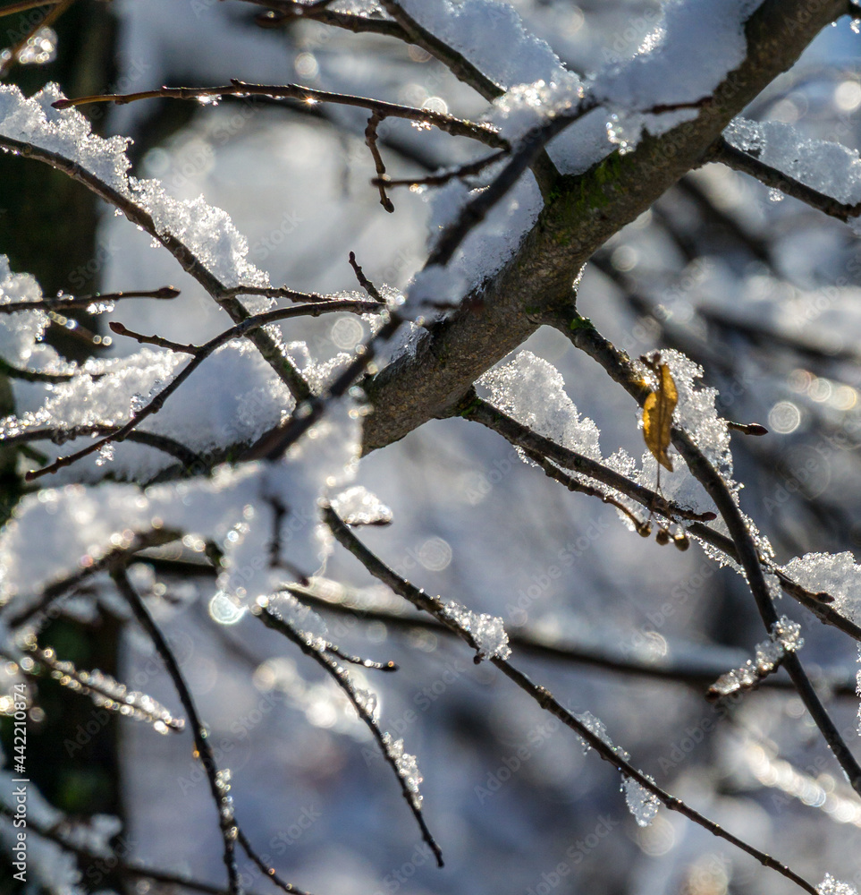 a snowy winter garden with the sun in the background a snowy winter garden with the sun in the background