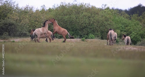 Several Henson's horses run in the meadow photo