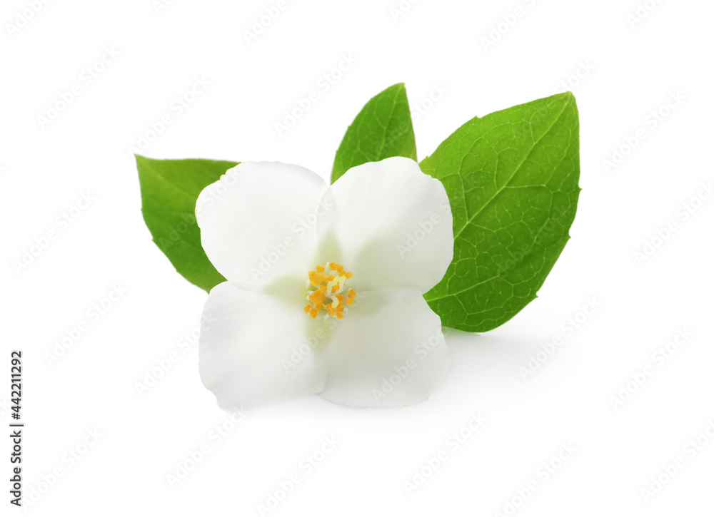 Fototapeta premium Beautiful flower of jasmine plant with leaves on white background