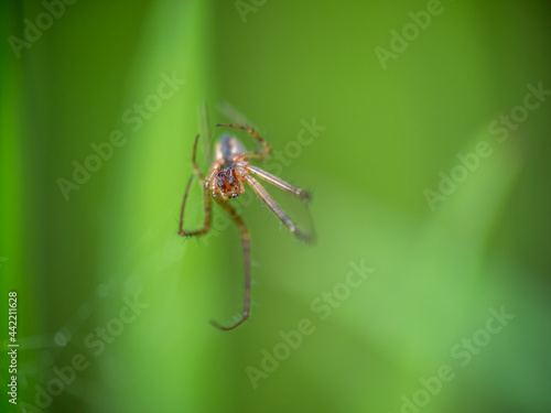 Moulted exoskeleton of a spider, macro. Narrow depth of field with focus on the eyes.