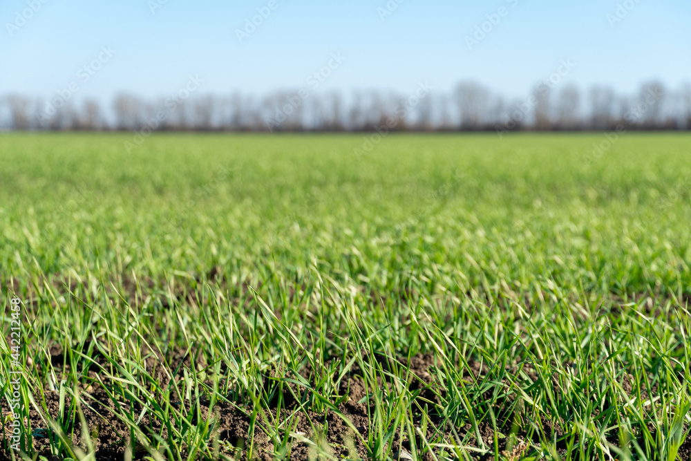 Green field with young winter wheat starting to grow Green field with young winter wheat starting to grow
