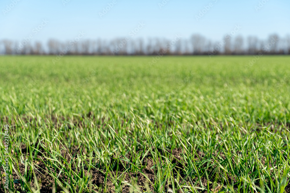 Green field with young winter wheat starting to grow