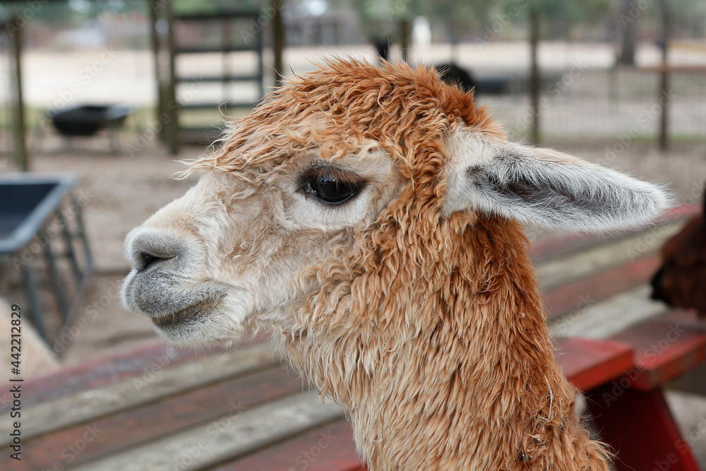 Fototapeta premium Portrait of a cute, young Alpaca