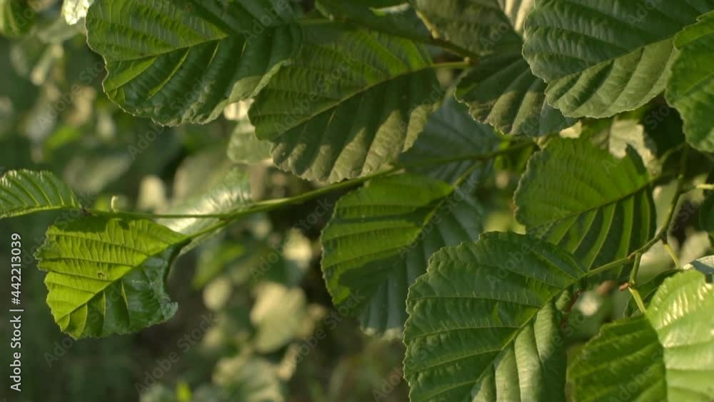 Bright Green Alder Bush Leaves Moving In A Wind Bright Green Alder Bush Leaves Moving In A Wind