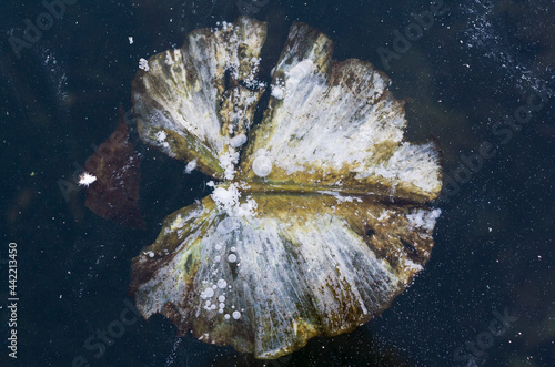 Fotografie, Obraz Frozen water-lilies leaves on the surface of frozen lake