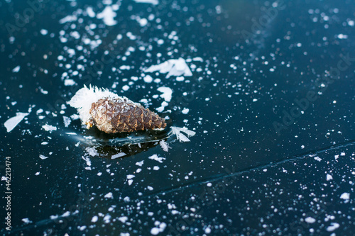 A fir cone in frost lies on the ice