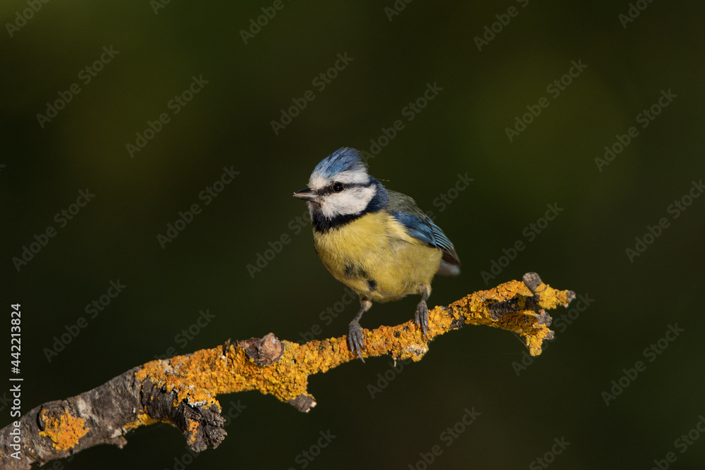 Fototapeta premium Herrerillo común posado en una rama con líquenes (Cyanistes caeruleus)