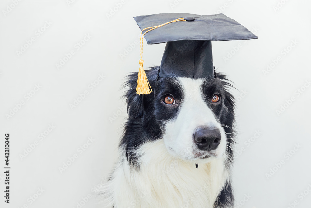 Dog wearing graduate gown Stock Photo by ©willeecole 98414020