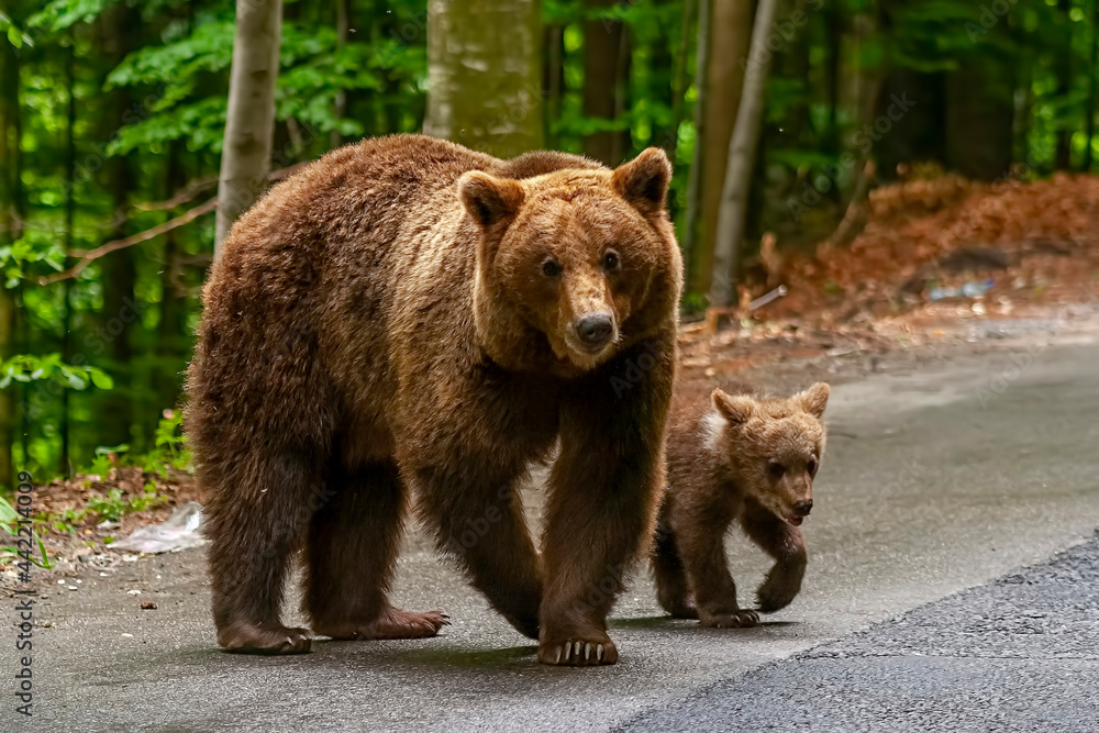 Adorable brown bear and cub in Bucegi Mountains, Sinaia area, Prahova County, Romania Adorable brown bear and cub in Bucegi Mountains, Sinaia area, Prahova County, Romania