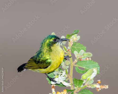 One female collared sunbird perched on a twig with a clean background photo