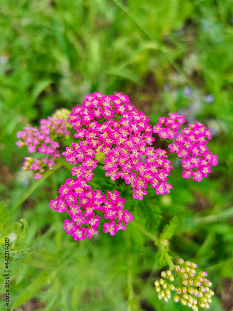 Pink flower in garden in full bloom on a background of green leaves in summer day Pink flower in garden in full bloom on a background of green leaves in summer day