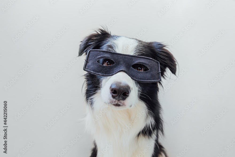 Fototapeta premium Funny portrait of cute dog border collie in superhero costume isolated on white background. Puppy wearing black super hero mask in carnival or halloween. Justice help strenght concept.