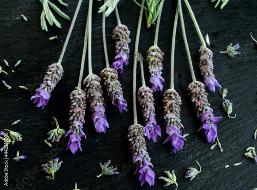 aromatische Lavendelblten vor schwarzen hintergrund photo