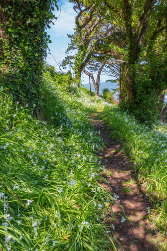 Pathway through wild garlic, Lynmouth, Devon