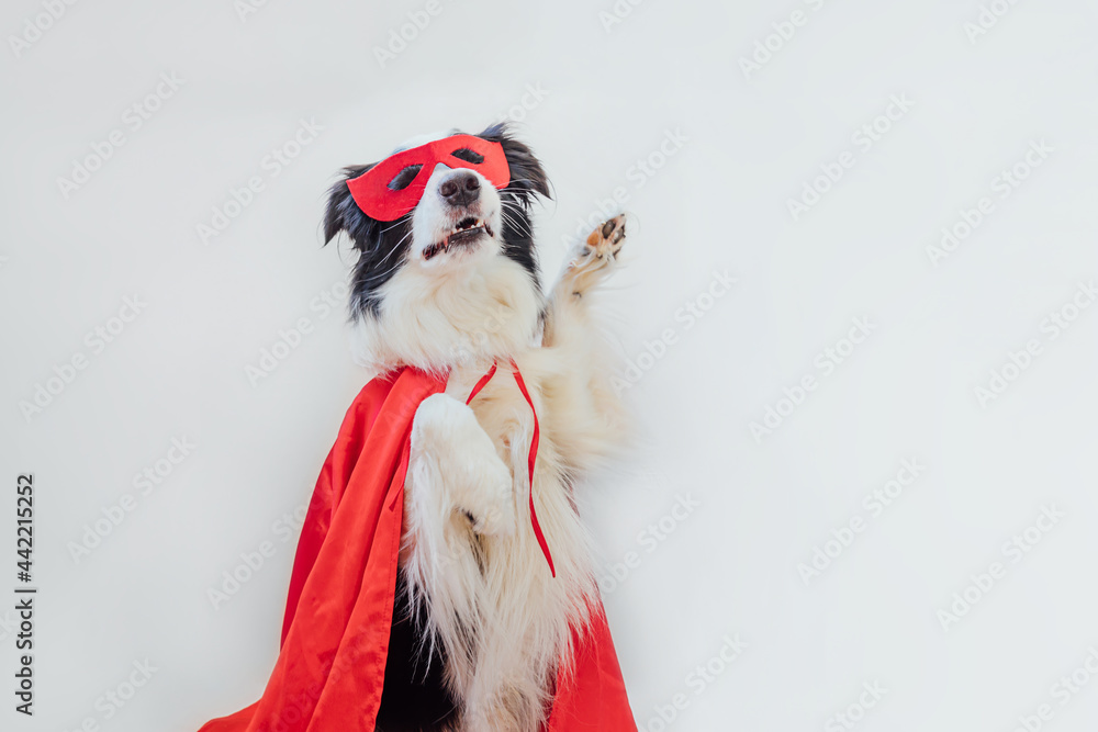 Funny portrait of cute dog border collie in superhero costume isolated on  white background. Puppy wearing red super hero mask in carnival or  halloween. Justice help strenght concept. Photos | Adobe Stock