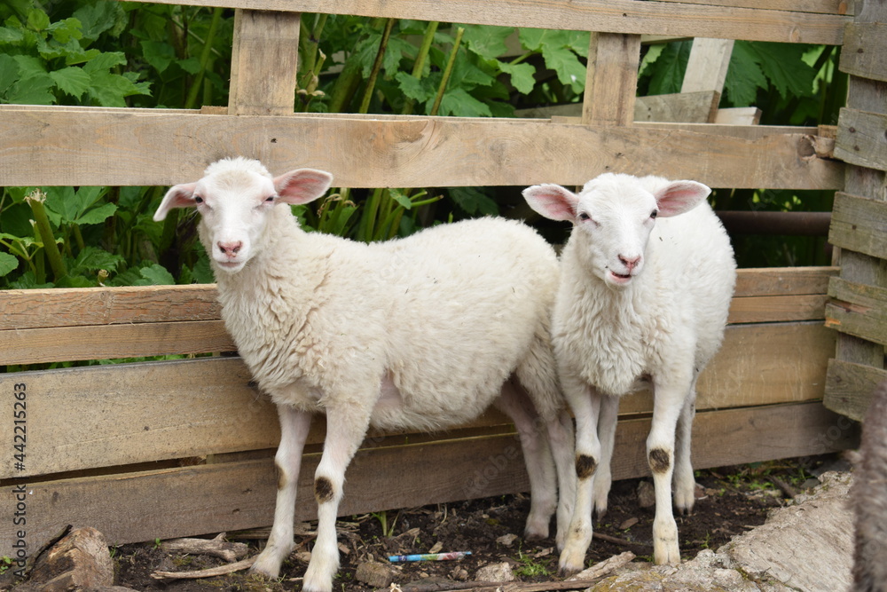 Naklejka premium sheep and lamb