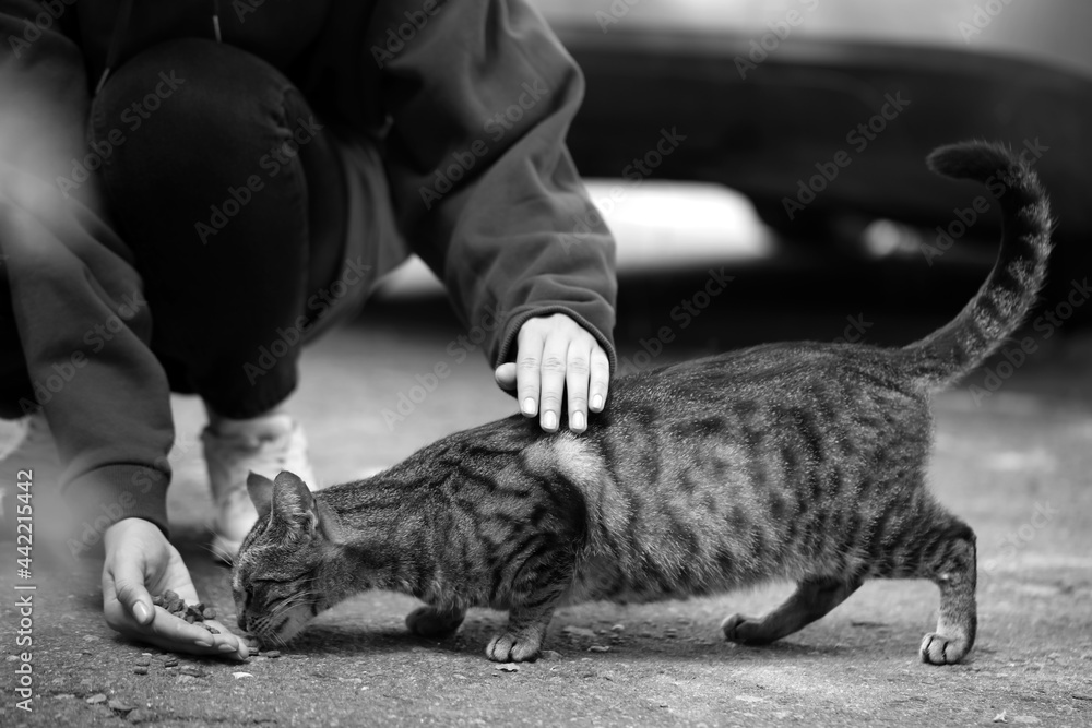 Woman feeding homeless cat outdoors. Black and white effect - obrazy, fototapety, plakaty 